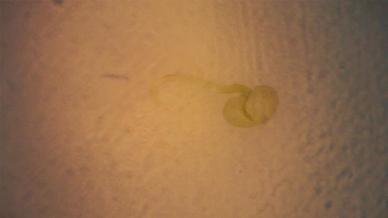 Locale | Zohar Kfir | 2012