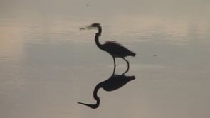 Movements [excerpt] | Sylvia Safdie | 2005